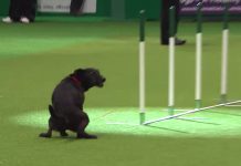 Dog Stops To Take A ‘Break’ In The Middle Of Dog Show Run