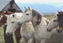 Horses Line Up To Meet A Little Fella They Can’t Quite Comprehend