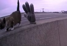 Kitten Stuck On Busy Highway Median Needs Help In Worst Way And Then A Miracle Happens