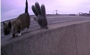 Kitten Stuck On Busy Highway Median Needs Help In Worst Way And Then A Miracle Happens