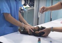 Adorable Stray Puppy With Tick Infestation Gets The Turnaround He Deserves