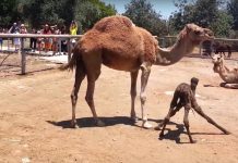 This Baby Camel Taking Its First Steps Is Everything You Need To See