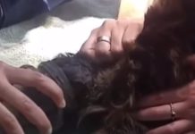 Terrified Cat Freed After Getting Head Trapped In Glass Jar — We Can’t Believe How Lucky She Was!