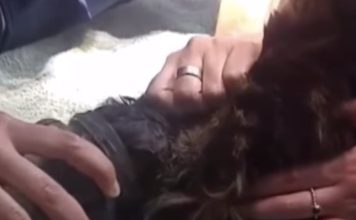 Terrified Cat Freed After Getting Head Trapped In Glass Jar — We Can’t Believe How Lucky She Was!
