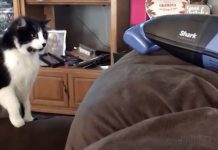 Cats Vs Vacuums Is The Video You Need To See Today — We Can’t Stop Laughing!