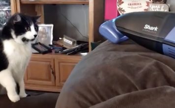 Cats Vs Vacuums Is The Video You Need To See Today — We Can’t Stop Laughing!