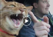 Musical Cat Nails Its Part In This Duet That Will Leave You Smiling From Ear To Ear