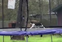 Cat Stuck On Trampoline Is One Of The Funniest Things You Will Ever See