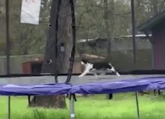 Cat Stuck On Trampoline Is One Of The Funniest Things You Will Ever See