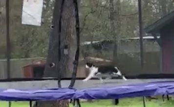 Cat Stuck On Trampoline Is One Of The Funniest Things You Will Ever See