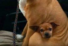 Man Decides To Adopt A Pit Bull From A Shelter, But She Refuses To Leave Her Best Friend Behind