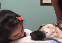 Little Girl Looks Into The Eyes Of A Dog Who’d Given Up, And Hope Is Restored