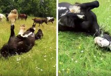 Clydesdale Has An Emotional Time When Running Free In A Meadow