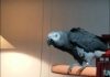 Clever Bird Hates Mom’s Music, Outsmarts Her Using Alexa