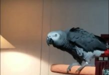 Clever Bird Hates Mom’s Music, Outsmarts Her Using Alexa