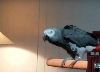 Clever Bird Hates Mom’s Music, Outsmarts Her Using Alexa