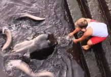 With Just A Little Snack, Boy Befriends Giant Sea Creature
