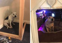 Dog With Trust Issues Gets His Own Corner Of The House To Make Him Feel Secure