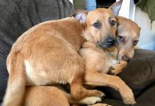 Dog Meets “Twin” On The Street And Convinces Her Mother To Adopt Him