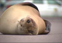 Sea Lion Flops On To California Road To Nap And Stop Traffic