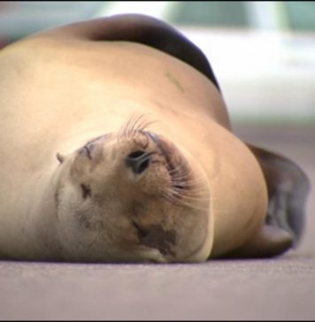 Sea Lion Flops On To California Road To Nap And Stop Traffic