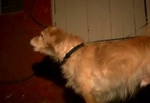 Late At Night, Dog Senses Danger In The Walls And Wakes Up Dad