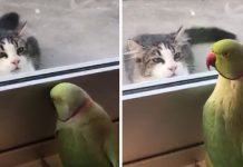 Cat And Parakeet Play Peekaboo And It Is Absolutely Hilarious