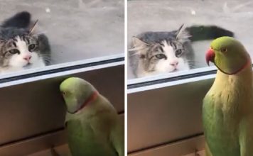 Cat And Parakeet Play Peekaboo And It Is Absolutely Hilarious