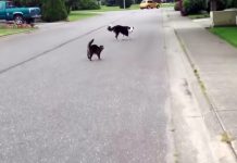 Cat Hero Steps In To Defend Feline Friend From The Neighborhood Bully