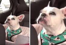 Pup’s Ready To Lash Out While Stuck In Traffic, Mom Pleads ‘Let’s Just Not’