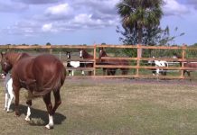 Mama Has A Baby So Rare, Even The Other Horses Gather Around In Awe