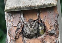 Baby Duck Is Rescued By An Owl How Adopted Him – Photos Of The Pair Are Adorable