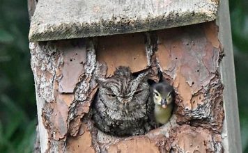 Baby Duck Is Rescued By An Owl How Adopted Him – Photos Of The Pair Are Adorable