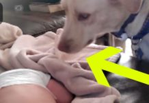 Dog Sneaks Up While Baby’s Sleeping – And Its So Adorable!