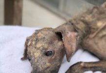 Woman Fights To Save Dog That Was Dumped In The Streets And Left To Die