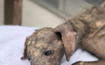 Woman Fights To Save Dog That Was Dumped In The Streets And Left To Die