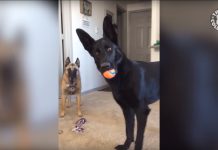 Dog Hears A Child Crying For The First Time, And His Face Turns To Concern