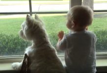 Dog And Baby Spot A Friend Outside And Adorably Compete For The Best View