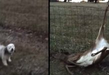 Little Dog Barks To Let People Know That A Deer Needs Their Help