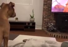 Dog Has Emotional Breakdown Watching The Lion King’s Saddest Scene