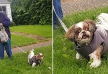 Dog Recognizes Her Groomer Out On The Street, Flips Out