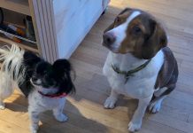 Police Show Up To House To Find It Was Two Dogs Who Called 911 Sixteen Times