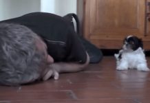 Man Drops Down To The Floor Next To His Puppy. Get Ready To See Their Amazing Interaction