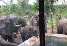 Man Wakes Up One Morning To See Elephants Drinking From The Swimming Pool