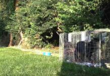 Family Had Been Missing Their Dog For 3 Years When They Got The Call