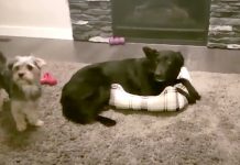 Big Dog Keeps Hogging The Bed, But The Two Find An Adorable Compromise