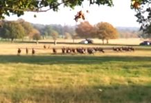 It’s A Normal Day At The Park When You Hear ‘Fenton!’ Out Of Nowhere