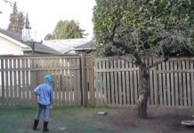 Birds Return The Favor To Little Girl Who Started Feeding Them