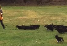 German Shepherd Pups Chase After Little Girl In Adorable Puppy Attack