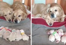 Golden Retriever Parents Adorably Watch Over Their Newborn Pups